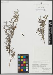 Foto von Salix repens L. x Salix rosmarinifolia L.